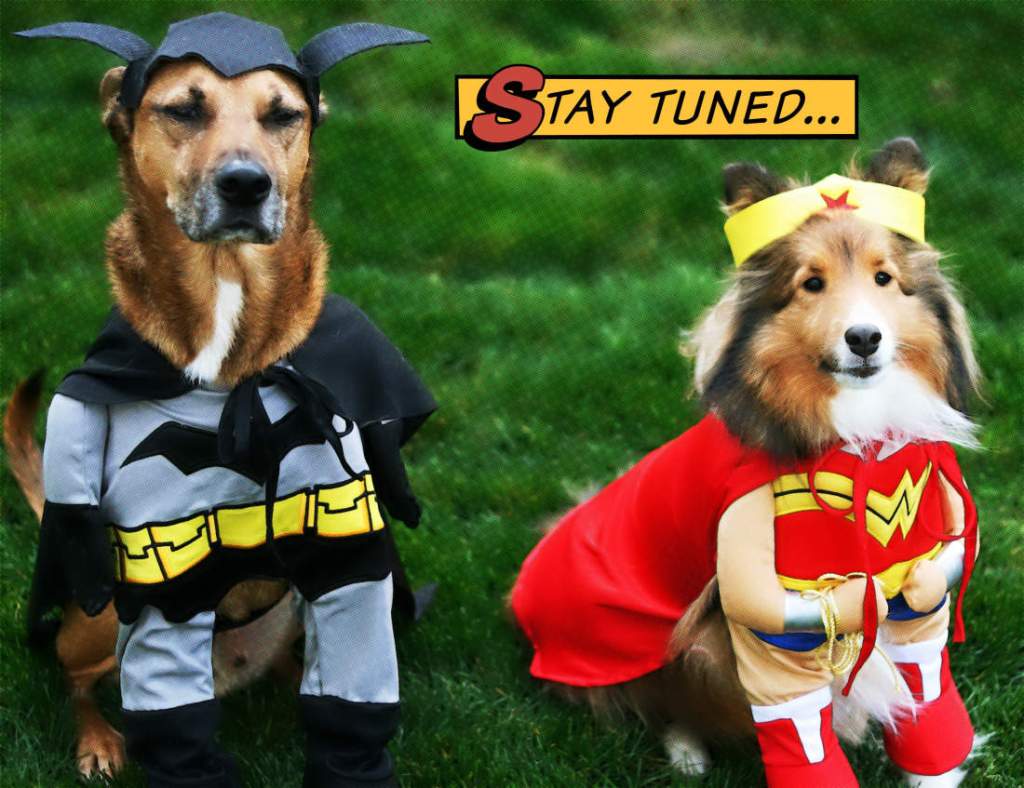 Une VIE de CLEBS&nbsp;?!